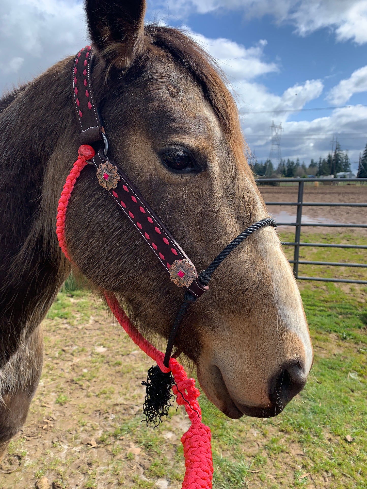 Pink Hybrid Halter